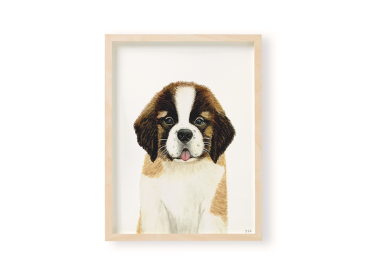 Swiss Saint Bernard dog animal print in wooden frame