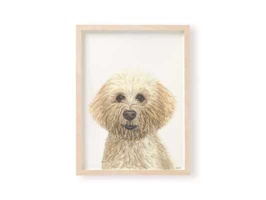 Lagotto Romagnolo dog in wooden frame