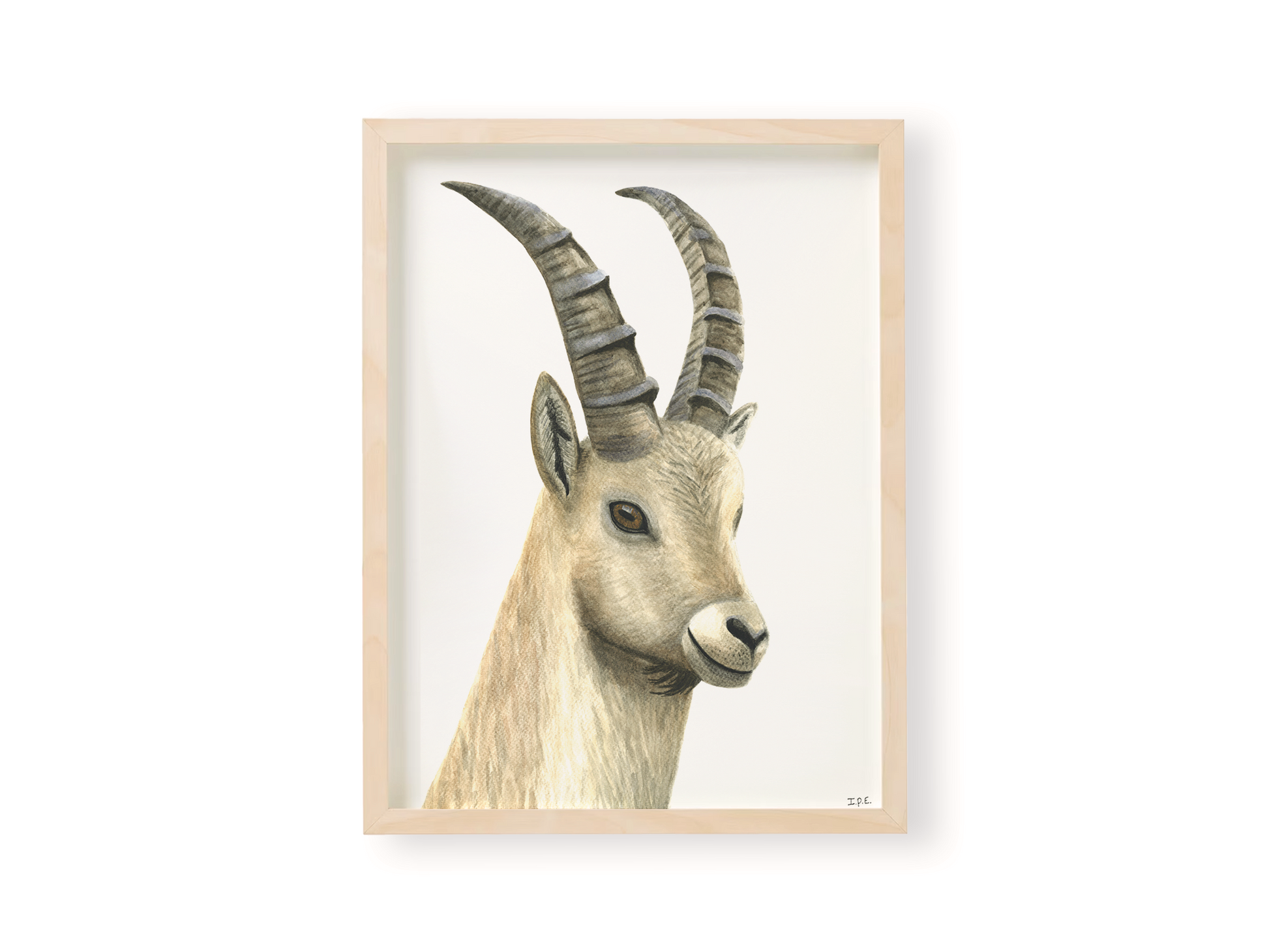 Ibex wall art print in wooden frame