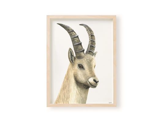 Ibex wall art print in wooden frame