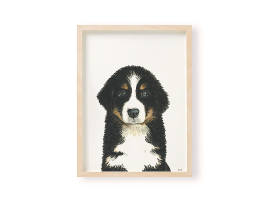Bernese Mountain Dog framed