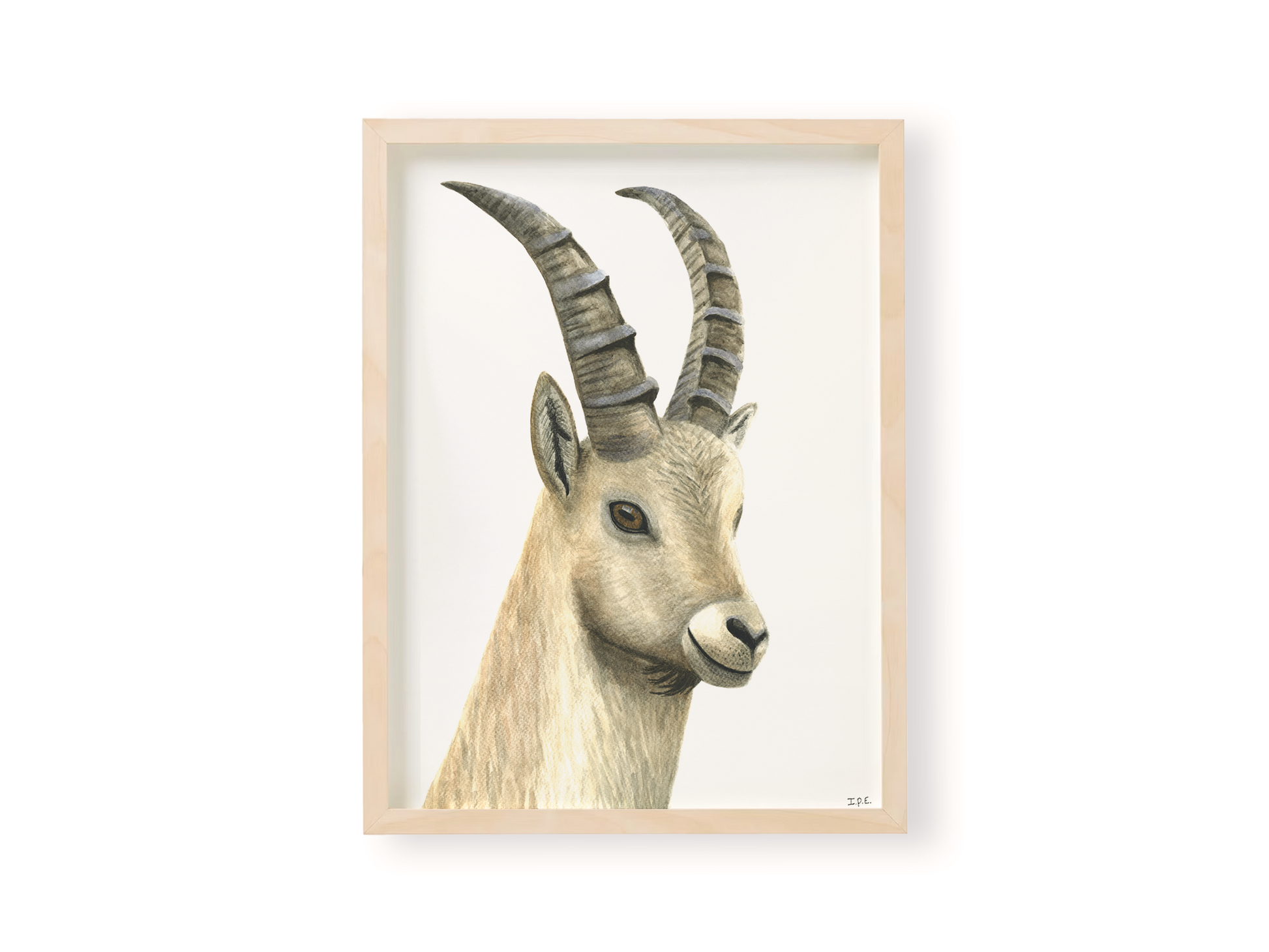 Ibex watercolor print in a wooden frame