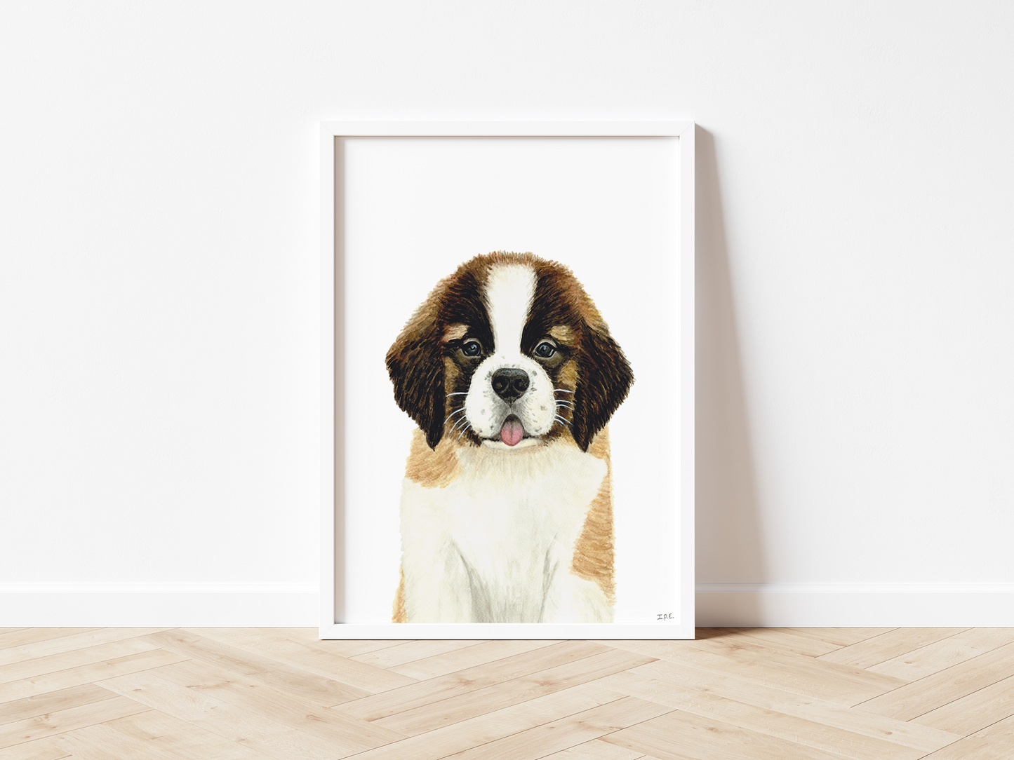 Saint Bernard dog, framed and on wooden floor