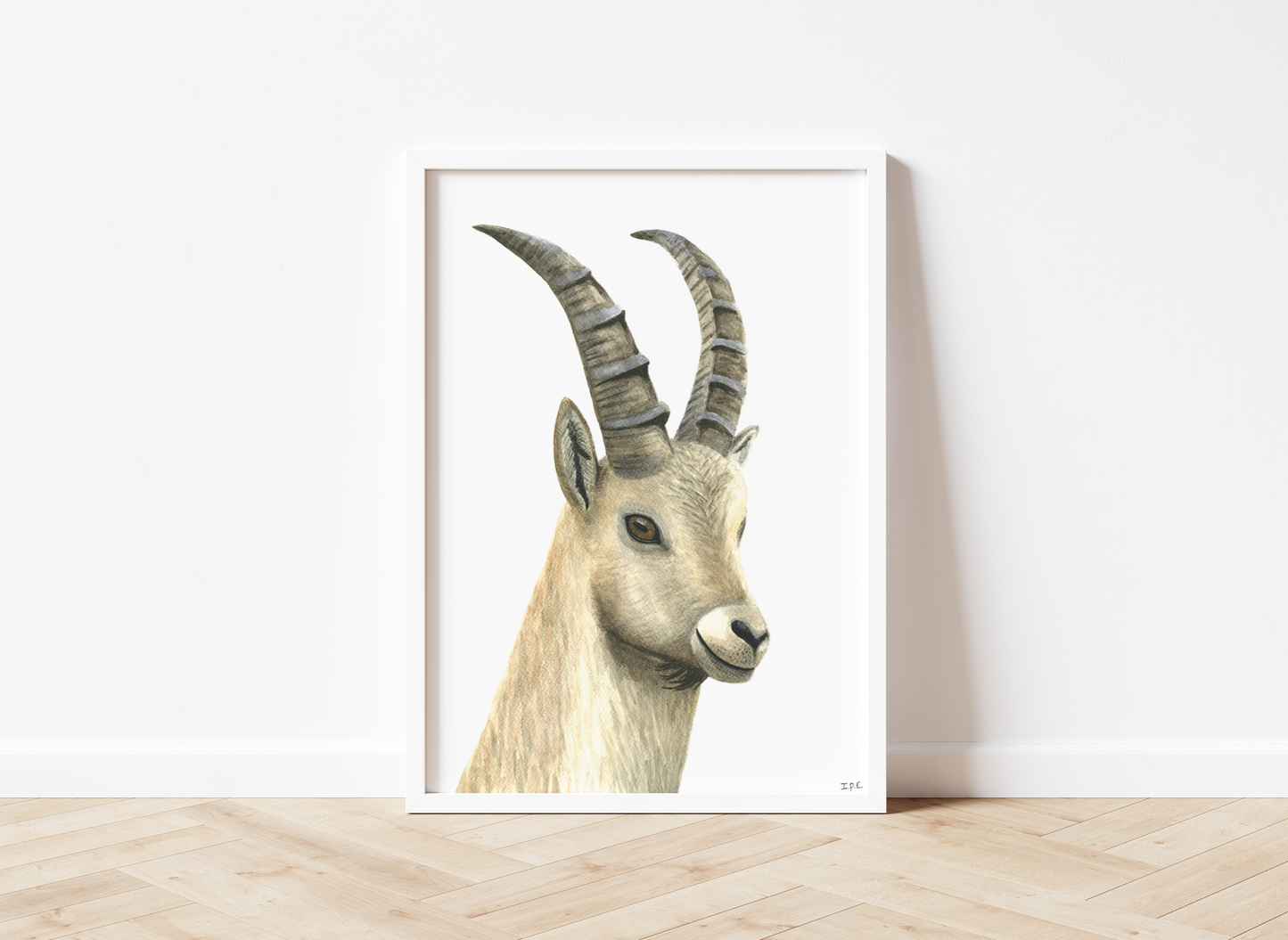 Framed ibex on wooden floor